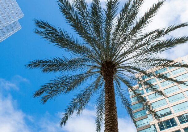 A palm tree in front of a building